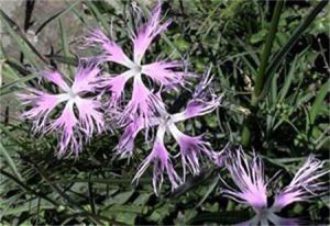 倒披針葉蠅子草 倒披針葉蠅子草