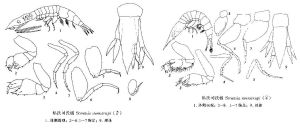 私氏司氏戎 私氏司氏戎