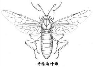 錘角葉蜂科 錘角葉蜂科