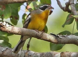 白眉黃腹鵐 白眉黃腹鵐