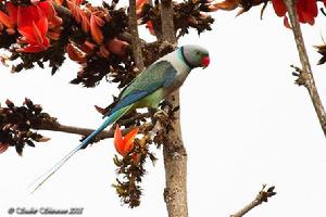 彩頭鸚哥 彩頭鸚哥