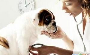 寵物醫師 寵物醫師