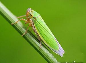 木棉小綠葉蟬 木棉小綠葉蟬