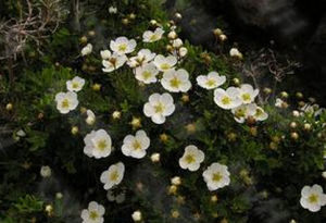 白毛銀露梅 白毛銀露梅