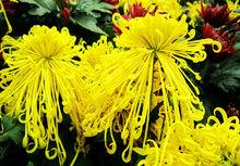 梅蘭竹菊[文化象徵]