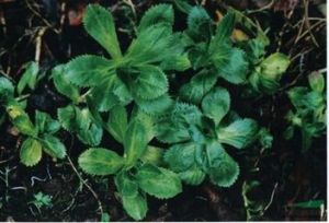 四棱草(原變種) 四棱草(原變種)