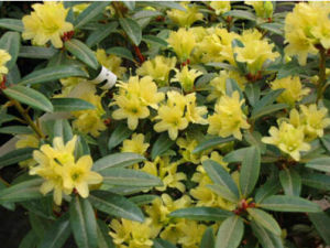 鮮黃杜鵑 鮮黃杜鵑