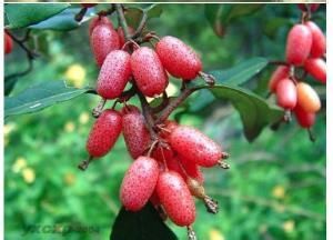 貴州羊奶子 貴州羊奶子