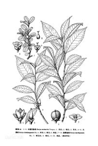 雲南凹脈柃 雲南凹脈柃