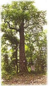 大亮子河國家森林公園