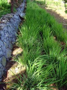 華中藥用植物園 華中藥用植物園