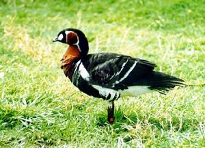 栗胸黑雀 栗胸黑雀