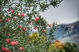 牙山皇后蘋果 牙山皇后蘋果