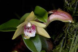 菱唇毛蘭 菱唇毛蘭