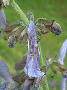 紫花野丹參 紫花野丹參