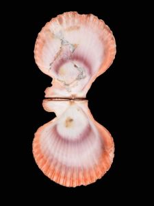 榮櫛孔扇貝 榮櫛孔扇貝