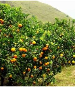 團山桔園 團山桔園