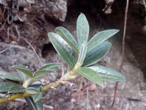 絨葉黃花木 絨葉黃花木