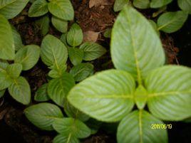 八角香草 八角香草