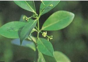 淡綠葉衛矛 淡綠葉衛矛