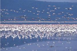 青海湖濕地 青海湖濕地
