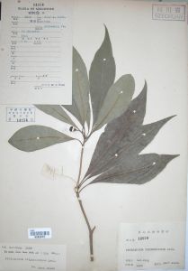 棱果海桐 棱果海桐