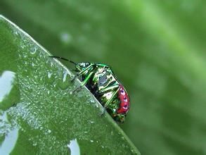 琉璃星盾椿象 琉璃星盾椿象