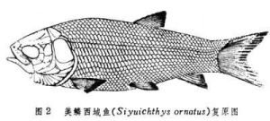 亞全骨魚類 亞全骨魚類