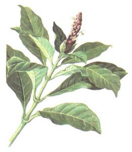 大駁骨丹 大駁骨丹