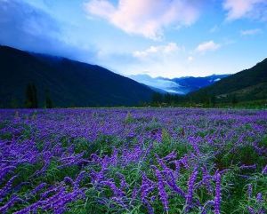 台中武陵風景區