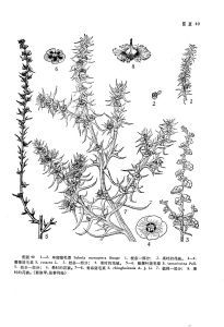 薔薇豬毛菜 薔薇豬毛菜