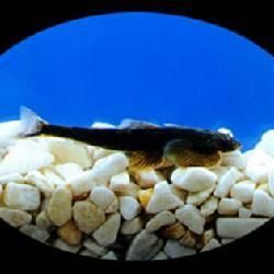 矮身間吸鰍 矮身間吸鰍