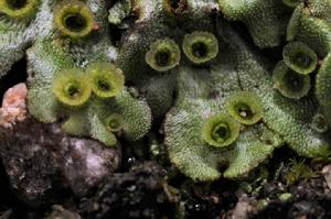 地錢[地錢科地錢屬的孢子植物]