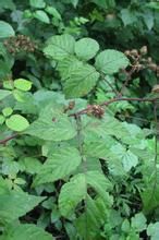 腺毛密刺懸鉤子 腺毛密刺懸鉤子