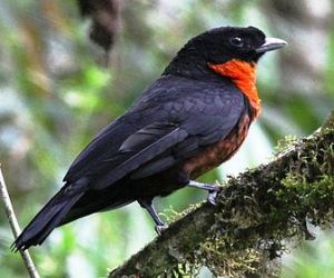 紅領果鴉 紅領果鴉