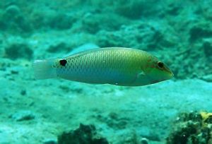 大鱗海豬魚 大鱗海豬魚