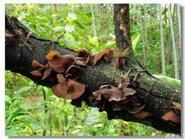 木耳多糖 木耳多糖