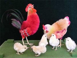 北京絨鳥 北京絨鳥