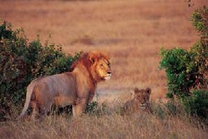 馬賽馬拉野生動物保護區