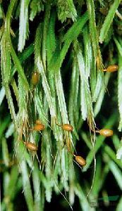 日本蝦蘚 日本蝦蘚