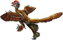 類似始祖鳥，近鳥龍腿部擁有第二組翅膀