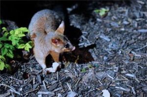 帚尾袋貂屬 帚尾袋貂屬