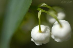 （圖）德國鈴蘭