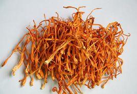 廣東蟲草子實體 廣東蟲草子實體