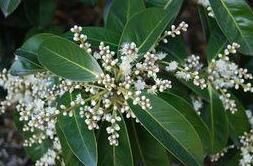 瓊中山礬 瓊中山礬