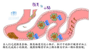 胰脂肪酶將甘油三酯水解為甘油