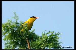 （圖）黑枕黃鸝