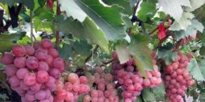 莫利納拉 莫利納拉