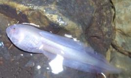 巨無霸蝌蚪 巨無霸蝌蚪