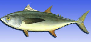 海洋生物--青乾鮪魚 海洋生物--青乾鮪魚